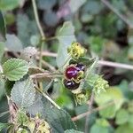 Lantana fucata Fruit