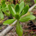 Sedum dendroideum Foglia