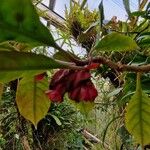 Drymonia coccinea Flor