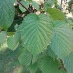 Davidia involucrata 葉