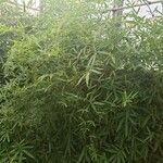 Phyllostachys aurea Hábito