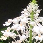 Calanthe triplicata Flower