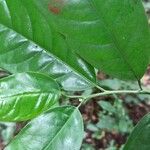Heisteria parvifolia Liść