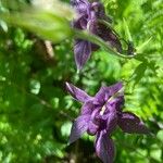 Aquilegia atrataFlower