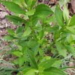 Helenium autumnaleLeaf