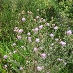 Centaurea stoebe Habit