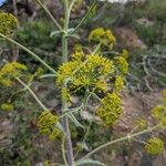 Ferula communisFlor