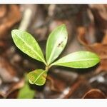 Sideroxylon borbonicum Yaprak