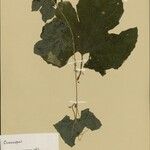 Melothria sphaerocarpa List