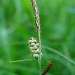 Carex tomentosa Ďalší