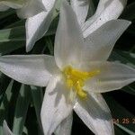 Leucocrinum montanum Flower