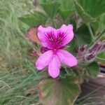 Pelargonium cucullatum Blomst