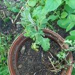 Chrysanthemum morifolium Folha