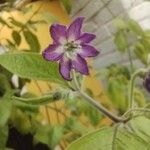 Capsicum pubescens Flor