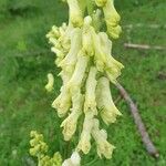 Aconitum vulparia Blüte