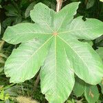 Cecropia obtusa Fuelha