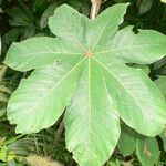 Cecropia obtusa Blatt