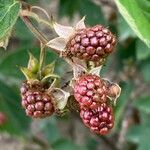 Rubus scaber Frukt