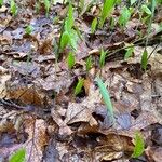 Uvularia sessilifolia Habitus