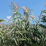 Phragmites australis Λουλούδι