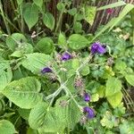 Strobilanthes attenuata Kukka