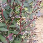 Tasmannia lanceolata Цвят
