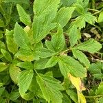 Angelica lucida Fuelha