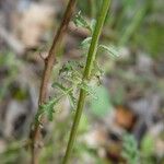 Scrophularia canina Kůra