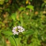 Mentha arvensisFlower