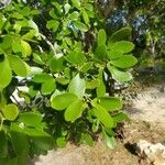 Guaiacum officinale Hostoa
