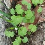 Bowlesia incana Yaprak