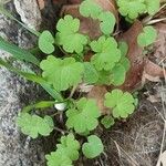 Bowlesia incana Leaf