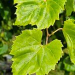 Vitis riparia Folha