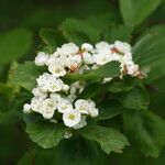 Crataegus douglasii Blüte