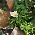 Anemonoides quinquefolia Цветок
