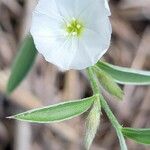 Evolvulus sericeus Flower