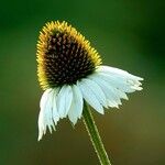 Echinacea purpurea Цвят