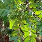 Zanthoxylum rhoifolium फल