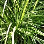 Cyperus alopecuroides Листок