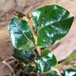 Diospyros whyteana Corteza
