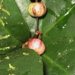 Dendropanax querceti Fruit