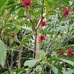 Illicium floridanum Habitus