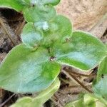 Hepatica nobilisLeaf