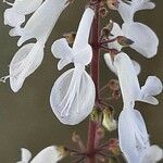 Plectranthus madagascariensis Blüte