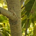 Ficus altissima Bark