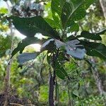 Atractocarpus bracteatus Tervik taim