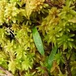 Cynorkis coccinelloides Leaf