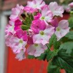 Verbena × hybrida Flor