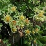 Potentilla nivalis Flower