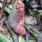 Lasimorpha senegalensis Fruit